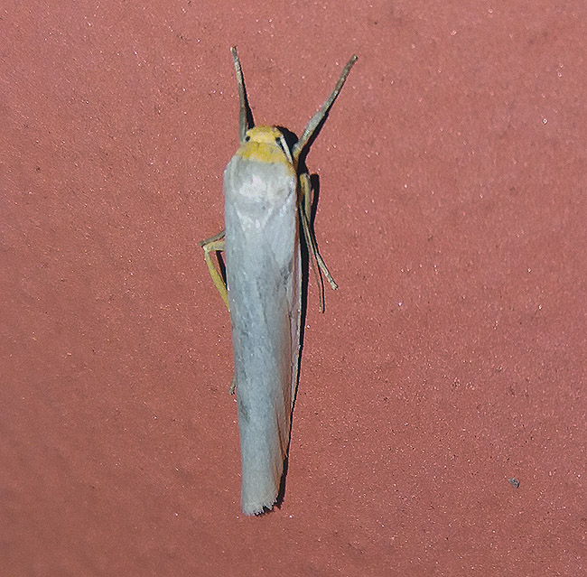 Eilema caniola (Erebidae Arctiinae)